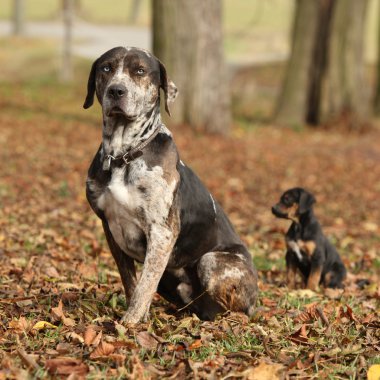 Louisiana catahoula sonbaharın tatlı yavru köpekle