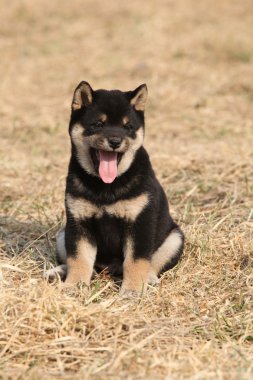 shiba Inu, güzel köpek yavrusu