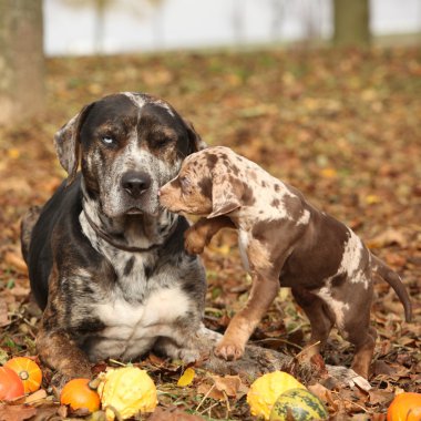 Louisiana catahoula sonbaharın tatlı yavru köpekle