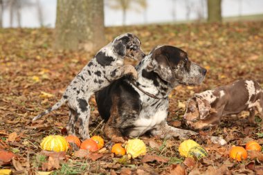 Louisiana catahoula sonbaharın tatlı yavru köpekle