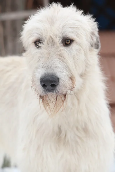 Kış bahçe içinde güzel İrlandalı wolfhound — Stok fotoğraf