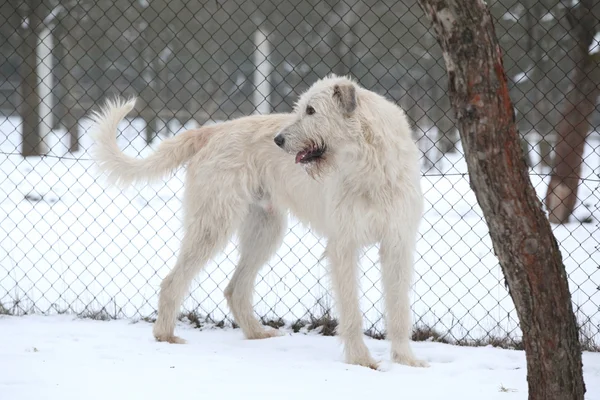 Nice Irish Wolfhound dans le jardin d'hiver — Photo