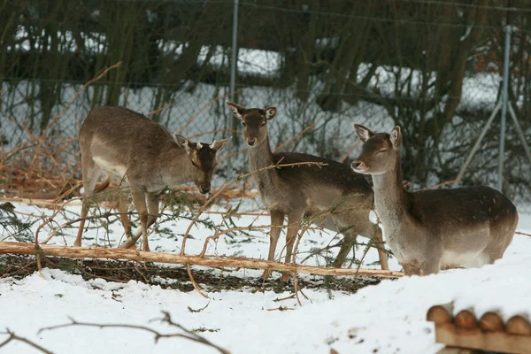 Стадо оленів разом взимку — стокове фото
