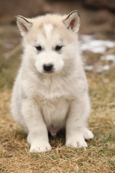 Alaskan malamute puppy voor wat sneeuw — Stockfoto