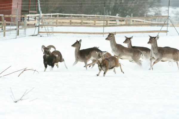 Herd of deer together in winter — Stock Photo, Image