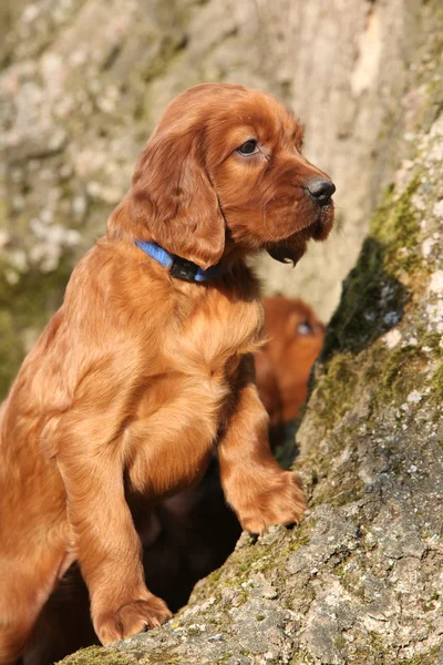 Irish Red Setter Chiot dans la nature — Photo