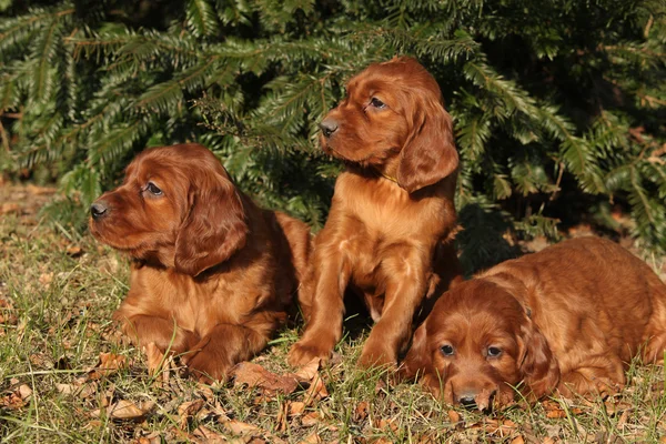 Irish Red Setter Cachorros en la naturaleza —  Fotos de Stock