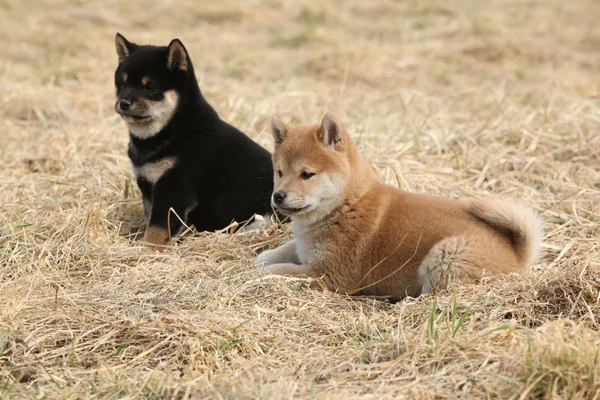 Dos cachorros de Shiba inu juntos — Foto de Stock