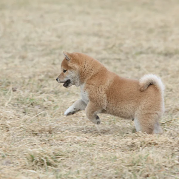 Ładne shiba inu szczeniak działa — Zdjęcie stockowe