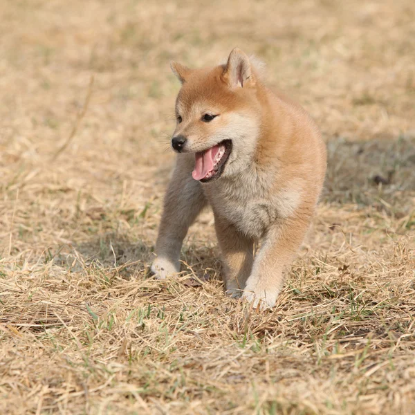 Increíble divertido cachorro Shiba inu —  Fotos de Stock