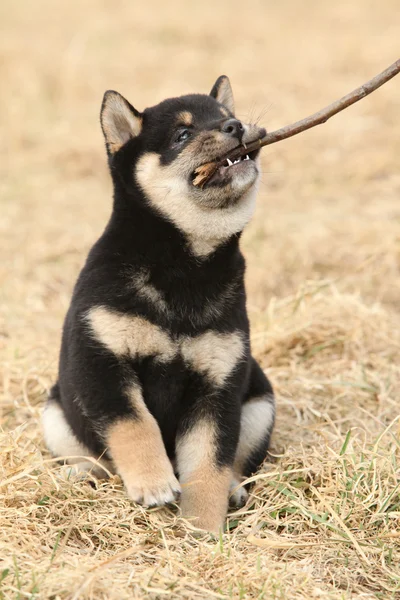 Beau chiot de Shiba inu — Photo