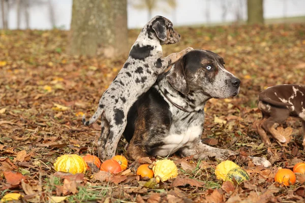 Luisiana Catahoula perro con adorable cachorro en otoño — Foto de Stock