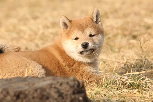 Hermoso cachorro Shiba inu mirándote —  Fotos de Stock
