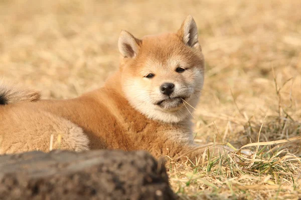 Schöner shiba inu Welpe schaut dich an — Stockfoto