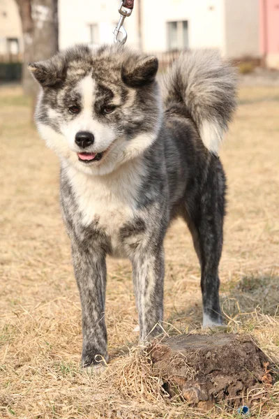 Hermosa Akita Inu de pie —  Fotos de Stock