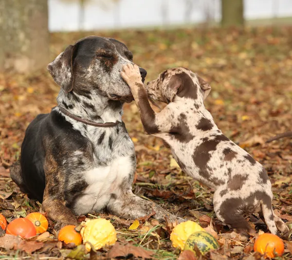 Louisiana catahoula hond met schattige puppy in de herfst — Stockfoto