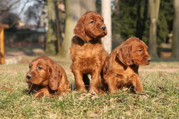 Ierse setter rood puppies in de natuur — Stockfoto
