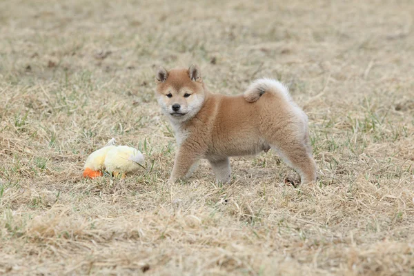 Úžasné legrační shiba inu štěně — Stock fotografie