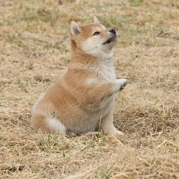 Bellissimo cucciolo di Shiba inu — Foto Stock