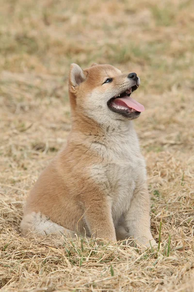 Shiba Inu, güzel köpek yavrusu — Stok fotoğraf