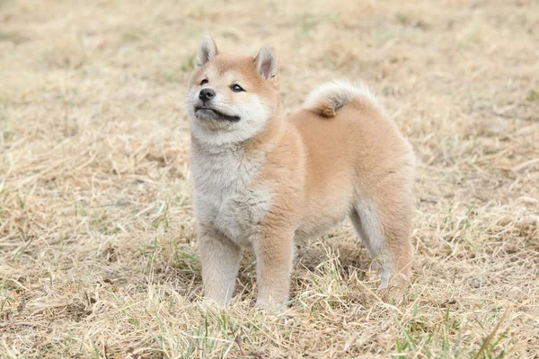 Niesamowite zabawne shiba inu szczeniak — Zdjęcie stockowe