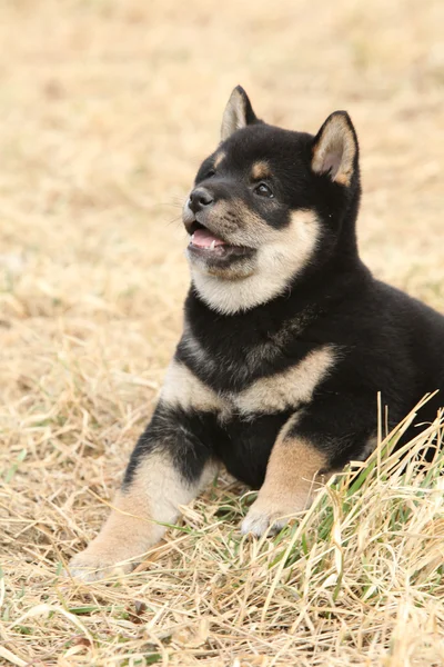 Schöner Welpe von shiba inu — Stockfoto