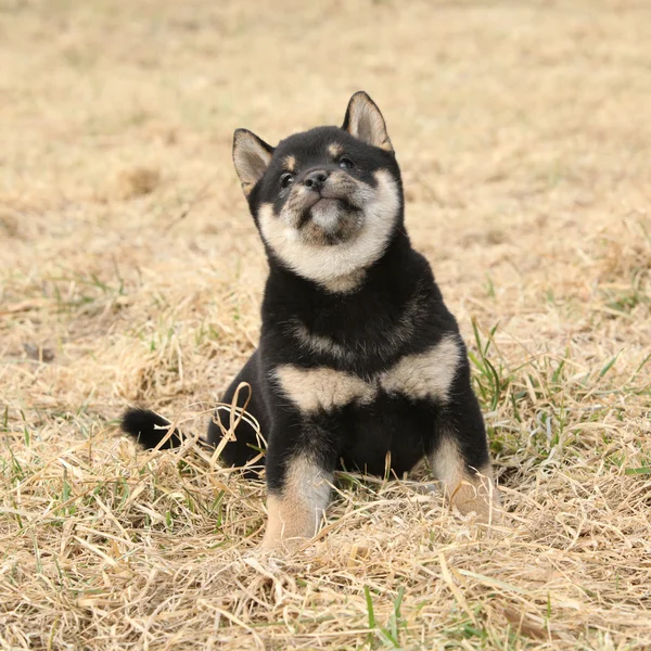 Shiba Inu, güzel köpek yavrusu — Stok fotoğraf