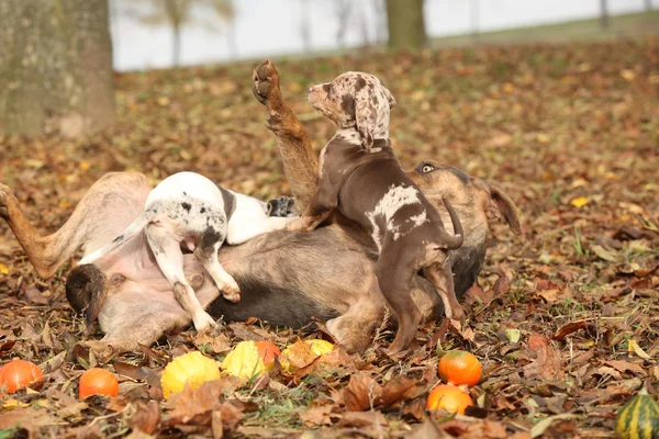 Louisiana catahoula pies gry z uroczych szczeniąt w jesieni — Zdjęcie stockowe