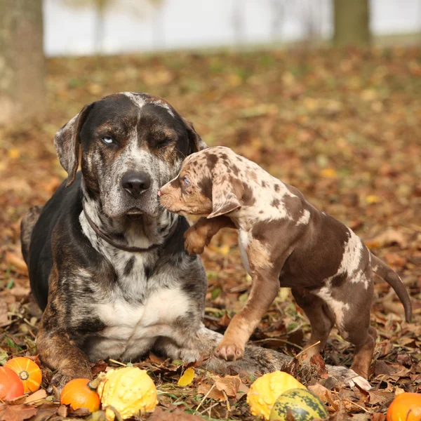 Louisiana catahoula hond met schattige puppy in de herfst — Stockfoto