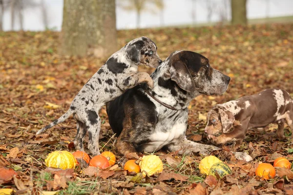 Louisiana catahoula hond met schattige puppies in de herfst — Stockfoto