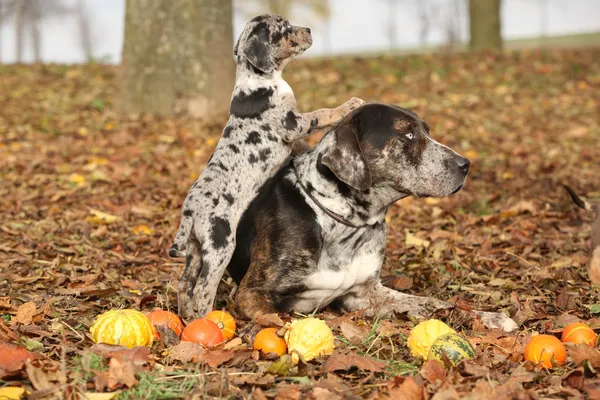 Louisiana catahoula hond met schattige puppy in de herfst — Stockfoto