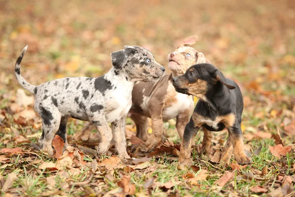 Чарівні щенята Луїзіана catahoula гра — стокове фото