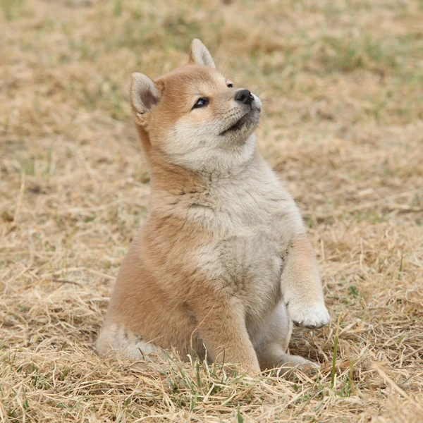 Beautiful puppy of Shiba inu Stock Image