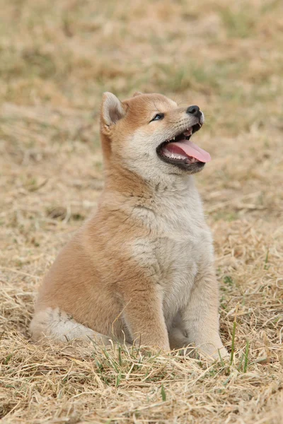 Schöner Welpe von shiba inu lizenzfreie Stockbilder