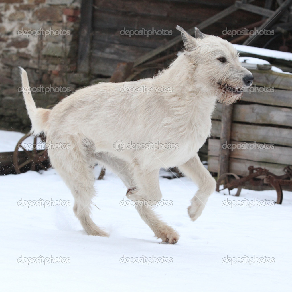 Amazing Irish Wolfhound running in winter