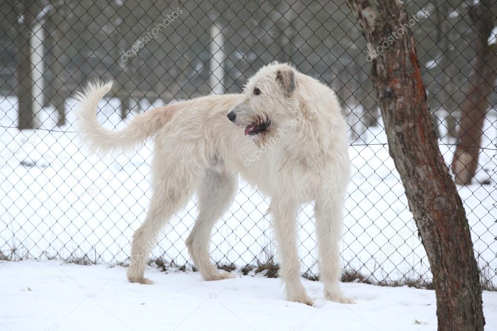 Nice Irish Wolfhound in winter garden