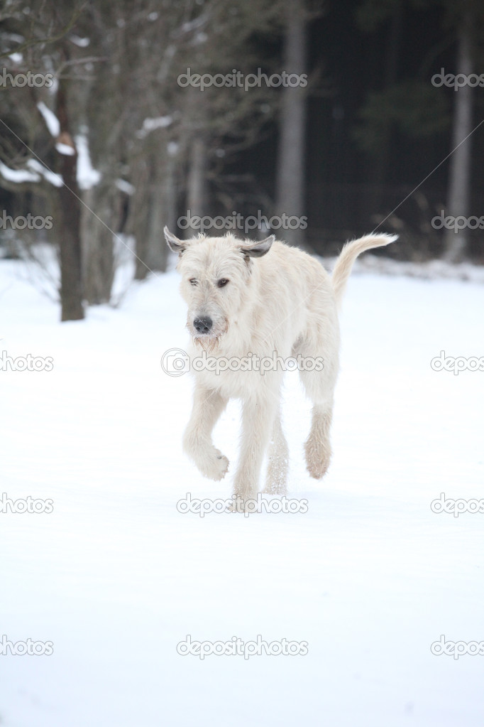 Amazing Irish Wolfhound running in winter