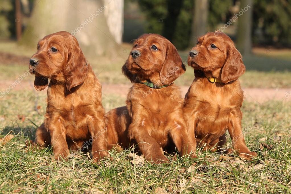Irish Puppies in Stock by ©Zuzule 38334333