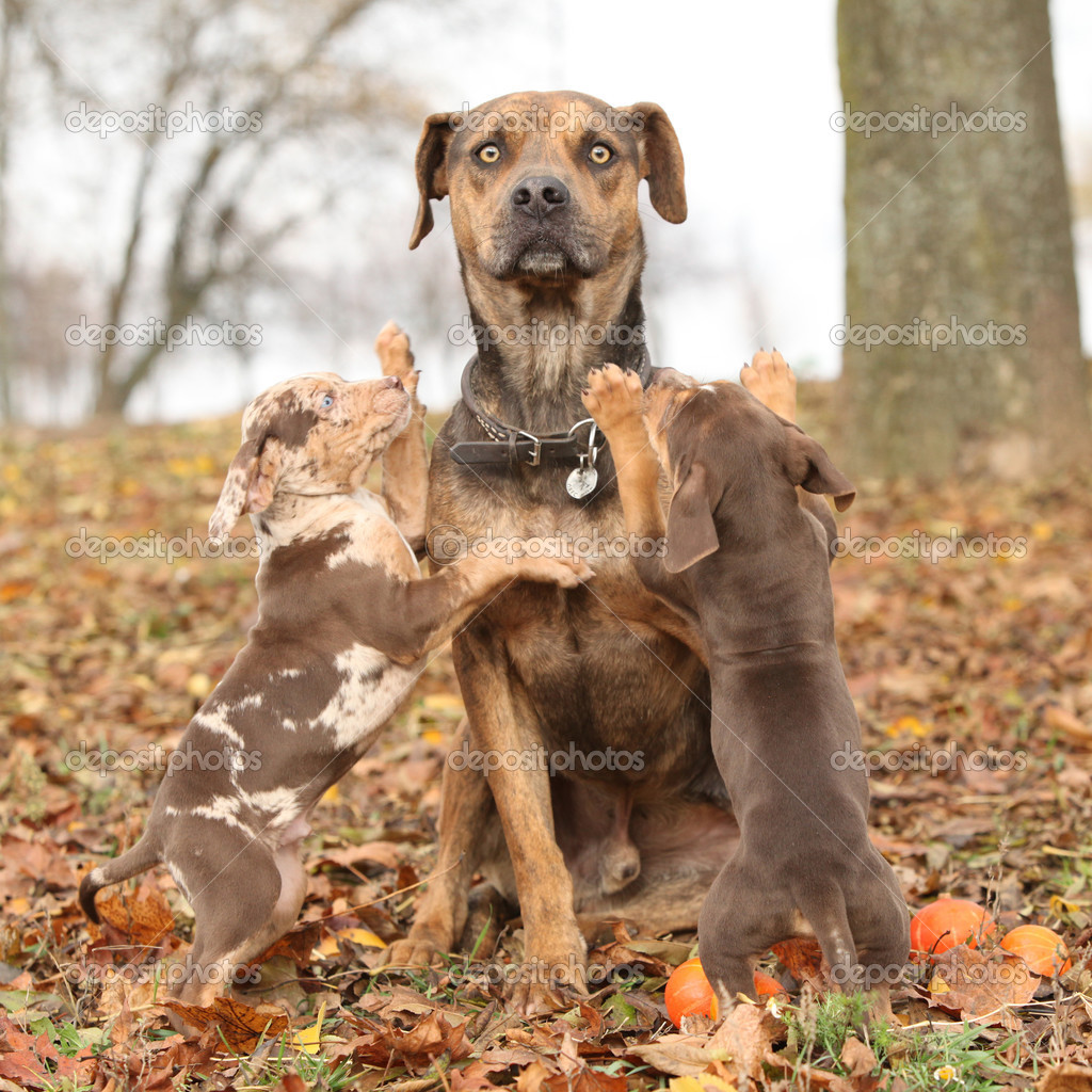 Louisiana Catahoula dog with adorable puppies in autumn