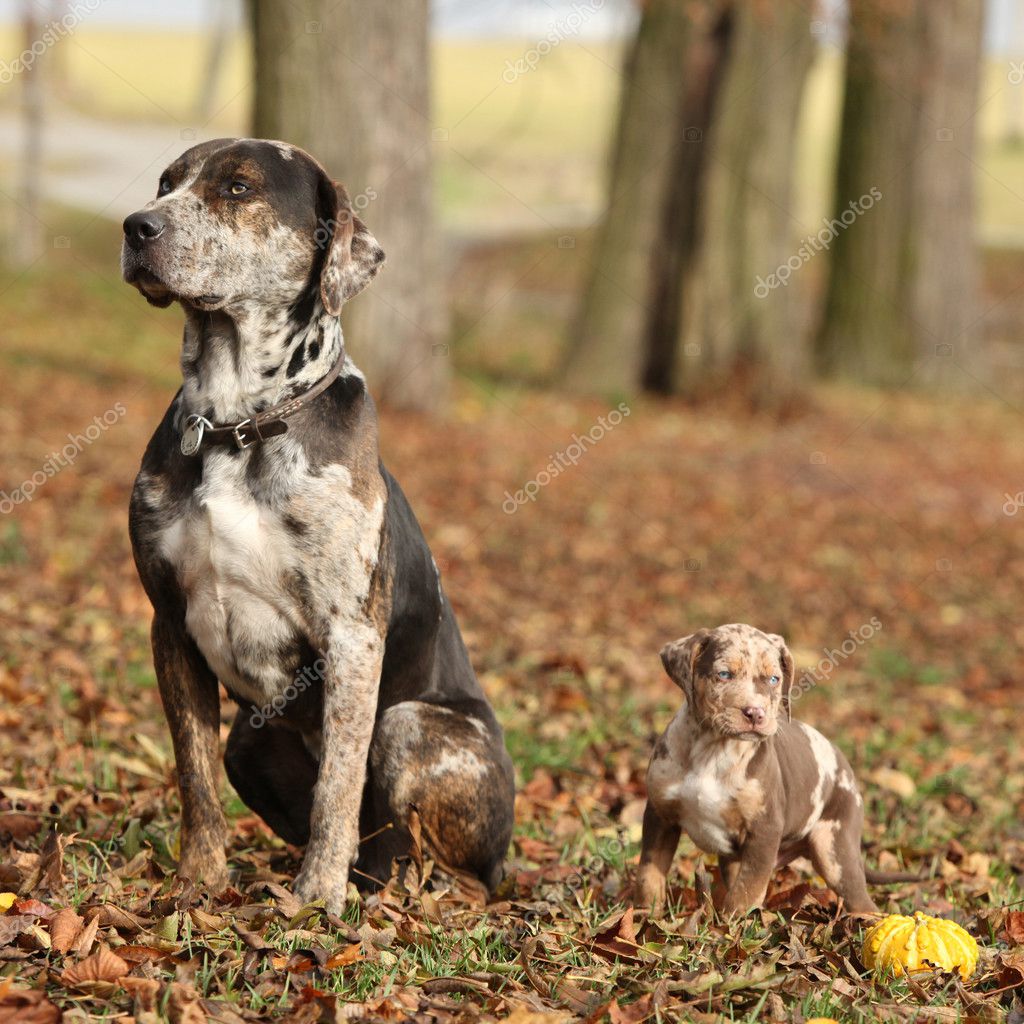 Catahoula Hound Catahoula Dogs Near Me Hound Puppies For American