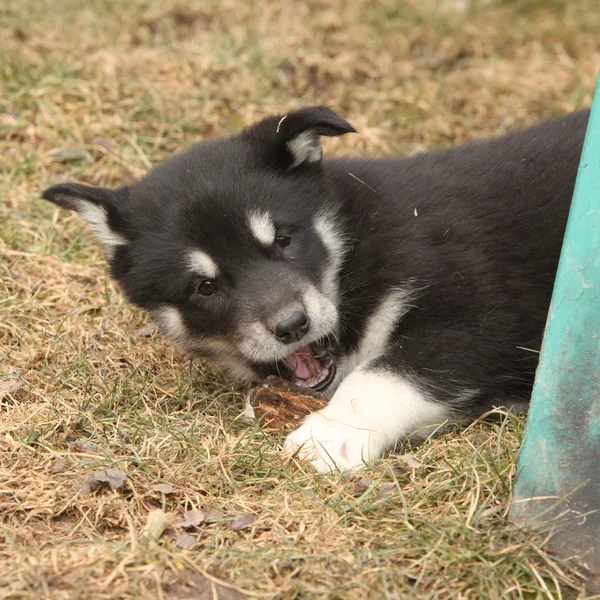 Puppy van Alaskan Malamute in het voorjaar van — Stockfoto