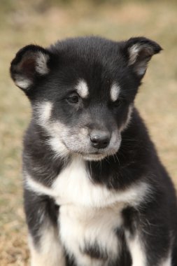 alaskan malamute puppy portresi