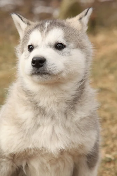 Retrato de cachorro Malamute do Alasca — Fotografia de Stock