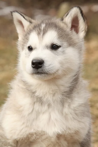 アラスカン ・ マラミュート子犬の肖像画 — ストック写真