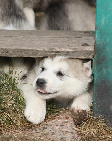 春のアラスカンマラミュートの子犬 — ストック写真