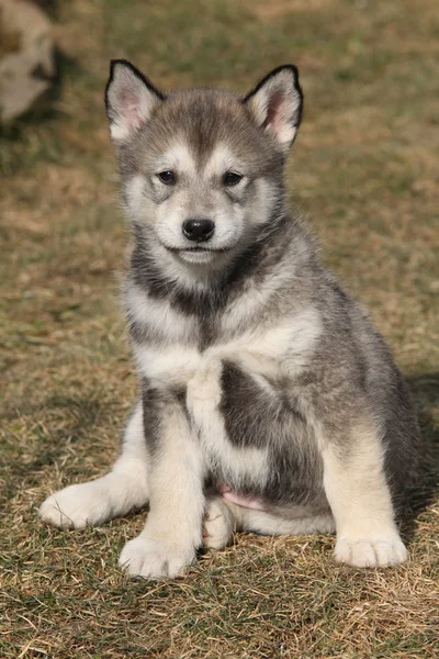 Szczeniak alaskan malamute wiosną — Zdjęcie stockowe