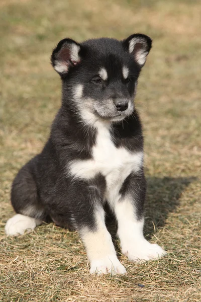 春のアラスカンマラミュートの子犬 — ストック写真