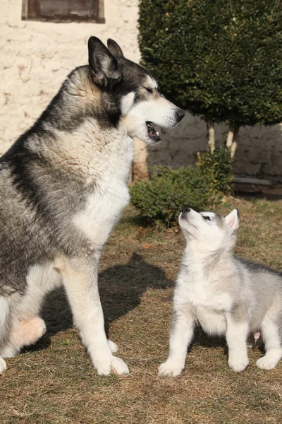 Alaskan malamute Elternteil mit Welpe — Stockfoto