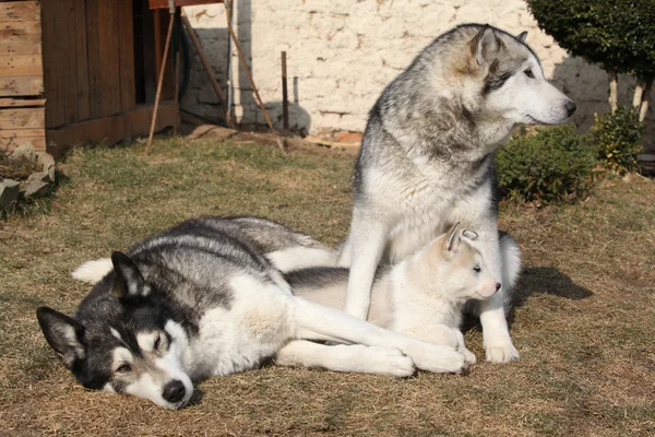 Alaskan malamute parents with puppies — Stock Photo, Image