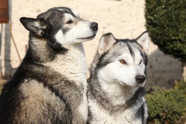 muhteşem Ah malamutes Bahçe